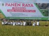 Panen Raya Padi Program Agro Techno Park (ATP) di Klaten