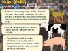 CARA PENULARAN HEWAN PMK