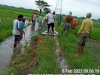Mengenal Karakter Tikus Dan Pengendalianya.