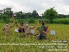 Panen Dem Area Budidaya Tanaman Sehat Padi Inpari 32 di Kecamatan Prambanan