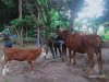 Survelance pembebasan brucellosis sapi di Jatinom