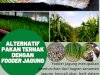 Sukses Beternak Menggunakan Fooder Jagung