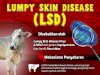 Mekanisme Penyebaran LSD (Lumpy Skin Disease) pada ternak