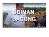 NGUBIN JAGUNG || PPL BAYAT TV