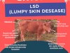 Pencegahan LDS ( Lumpy Skin Desease )