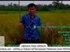 Ubinan Padi Srinuk BPP Jogonalan