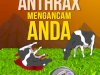 Waspada Anthrax, berikut cara penangananya