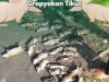 Gropyokan Tikus di Gapoktan Tani Mulyo