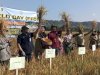 Farmer Field Day di KT Maju Makmur Kebon Bayat, Ketua DPRD Klaten Dorong Inovasi Pertanian