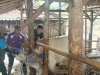 Puskeswan Kota Klaten Gelar Yanduwan, Vaksinasi PMK dan Monitoring Pedet IB di Desa Jimbung
