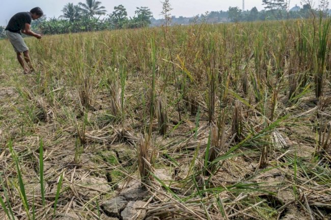 Premi AUTP (Asuransi Usaha Tani Padi)