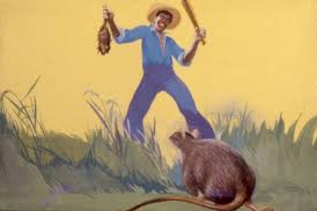 Pengendalian hama tikus di lahan sawah