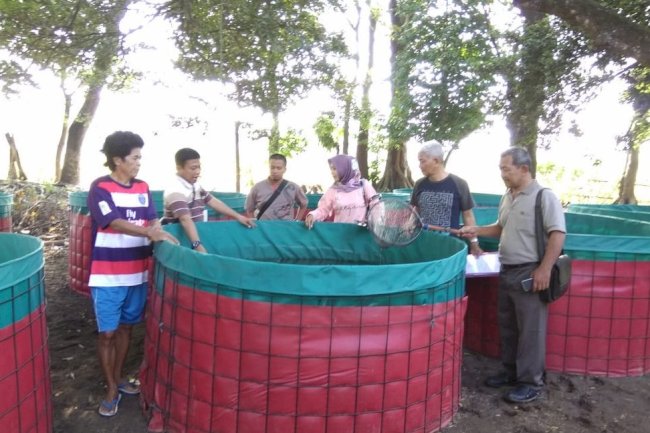 Ternak Lele Dengan Sistem Bioflok