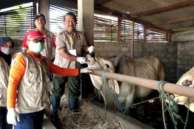 Pemeriksaan Hewan Ternak Untuk Hari Raya Idul Adha