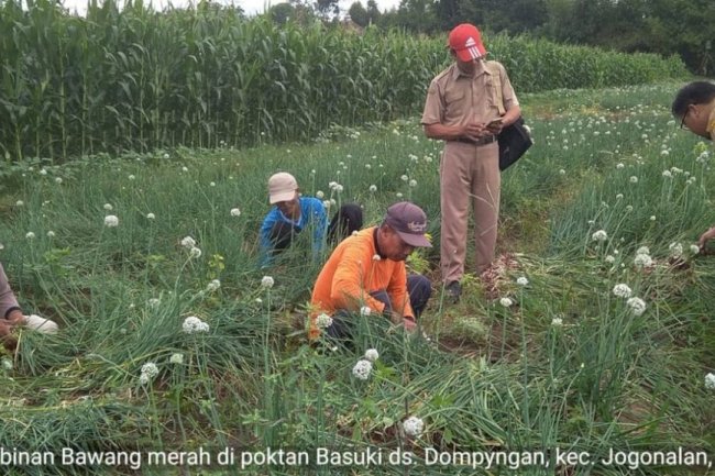 Panen Bawang Merah di Jogonalan