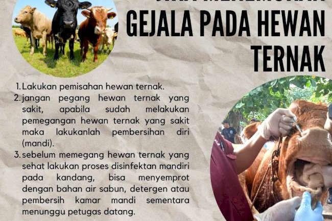 Bagaimana jika muncul gejala PMK?