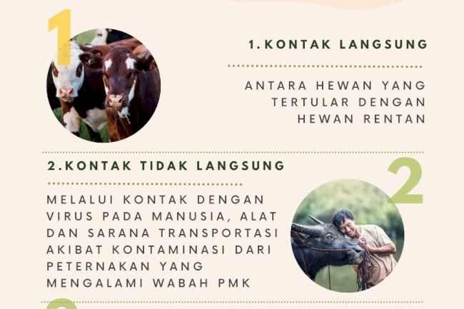 BAGAIMANA PMK BISA MENULAR?