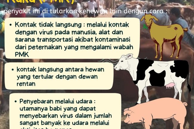 CARA PENULARAN HEWAN PMK