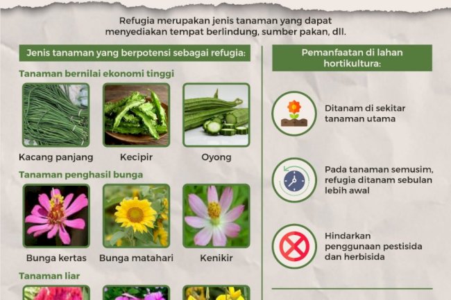 Melawan Hama dengan Tanaman Hias