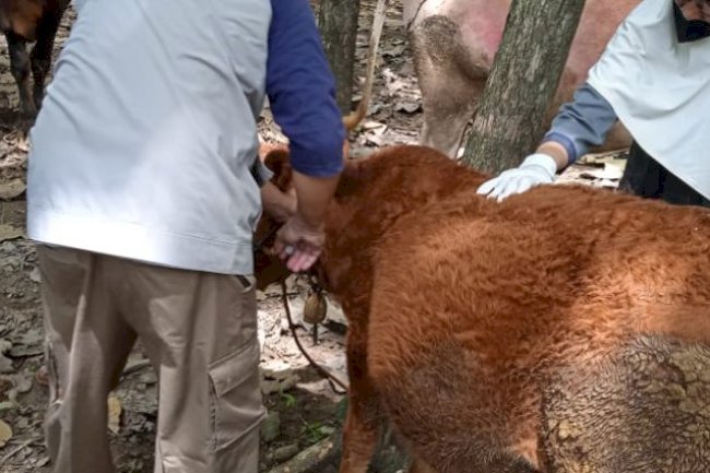 Antisipasi dan Kewaspadaan Dini Penyakit Anthrax di Klaten