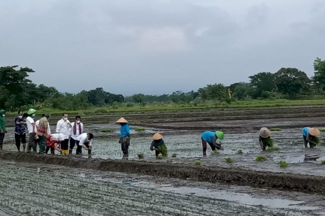 OPTIMALISASI PENINGKATAN INDEKS PERTANAMAN (OPIP) / IP 400 DI KABUPATEN KLATEN