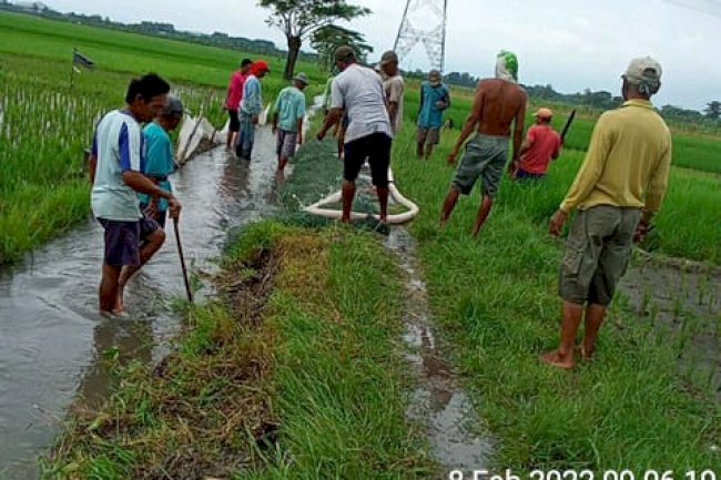 Mengenal Karakter Tikus Dan Pengendalianya.