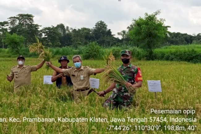 Panen Dem Area Budidaya Tanaman Sehat Padi Inpari 32 di Kecamatan Prambanan