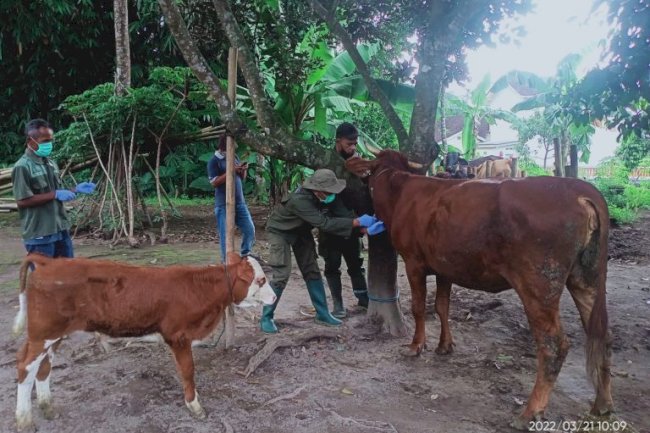 Survelance pembebasan brucellosis sapi di Jatinom