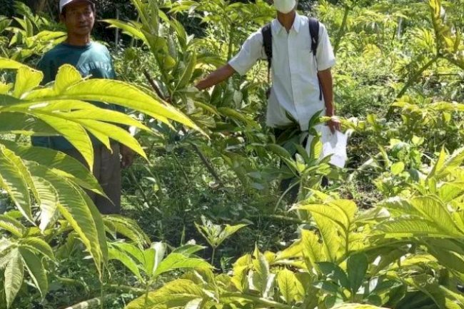 Porang Bikin Untung Besar, PPL mengecek lahan untuk persiapan registrasi kebun di Kemalang.