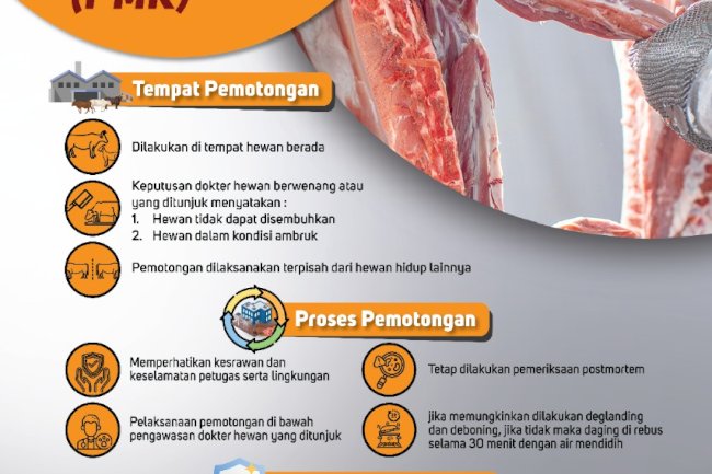 Prosedur pemotongan hewan yang terinfeksi PMK