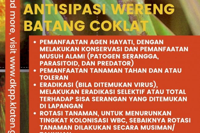 Terganggu Wereng Batang Coklat (Nilaparvata lugens)?begini Strategi Pengendaliannya