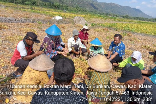 Memanfaatkan Galengan Sawah Untuk Benih Kedelai