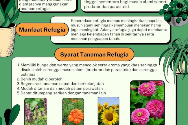 Si Cantik Refugia Pengendali Hama