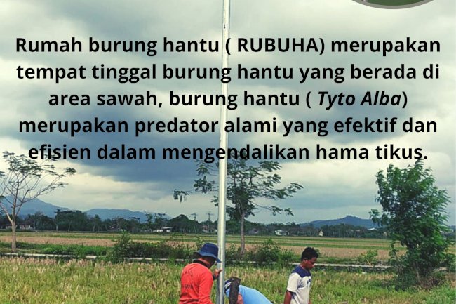 Cegah serangan tikus,  PPL cawas  pasang RUBUHA