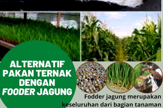 Sukses Beternak Menggunakan Fooder Jagung