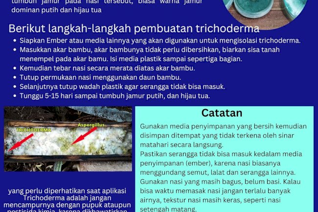 Mudah, Begini Langkah Pembuatan Trichoderma 