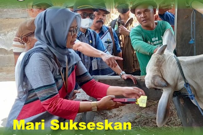 Peduli lindungi ternak dengan IDENTIK PKH