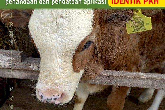 Pendataan dan Penandaan Ternak Di Klaten