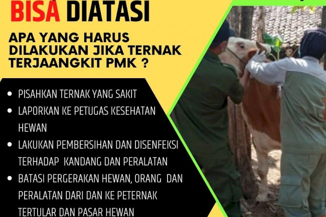 PMK bisa diatasi, begini caranya..