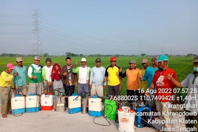 Patah Leher pada Padi Bagaimana Menanganinya ?