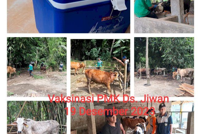 Vaksinasi PMK oleh Puskeswan di Klaten