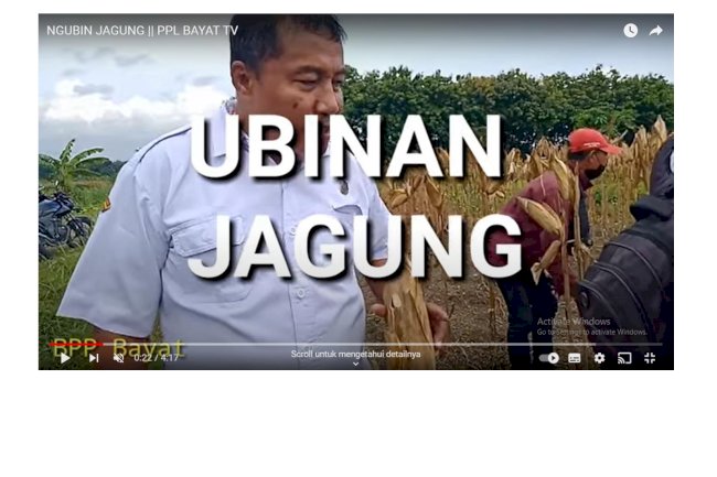 NGUBIN JAGUNG || PPL BAYAT TV
