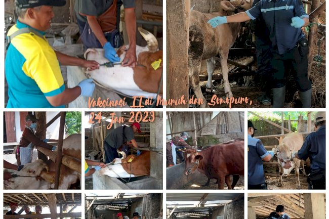 Giat Vaksin PMK 24 Januari 2023