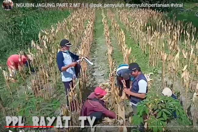 NGUBIN JAGUNG PART 2 MT 1 