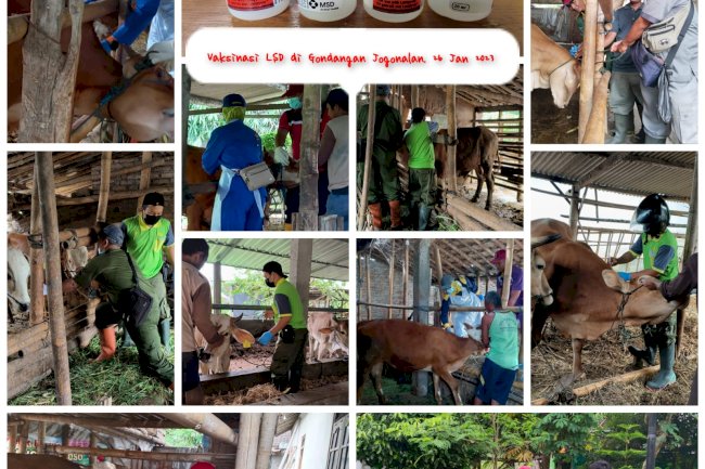 Giat Vaksin PMK 26 Januari 2023