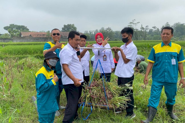 Ubinan bawang merah desa Randusari