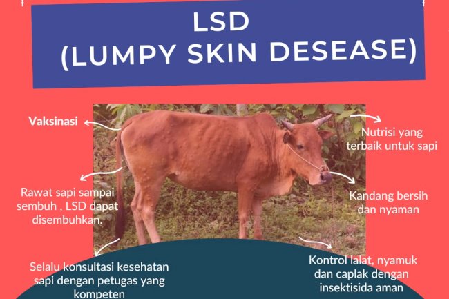 Pencegahan LDS ( Lumpy Skin Desease )