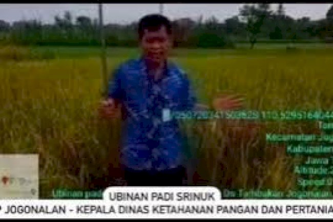 Ubinan Padi Srinuk BPP Jogonalan