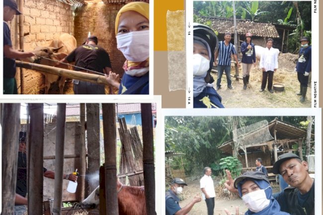 Tim Pemburu Pedet melaksanakan kegiatan Vaksinasi PMK