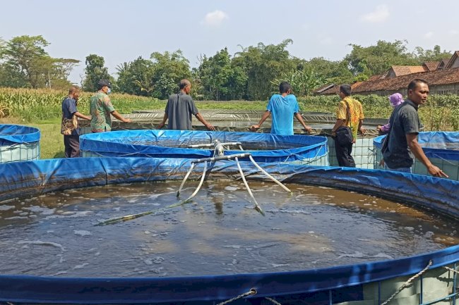 Kenapa Budidaya Nila bioflok menjadi Kegiatan Unggulan Inovatif? begini penjelasannya